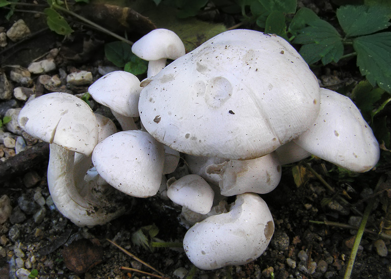 Clitocybe connata